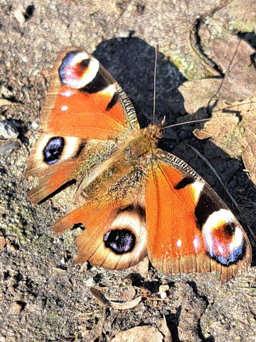 In den ersten Sonnenstrahlen des Frühlings.